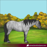 Horse Color:Blue Roan 