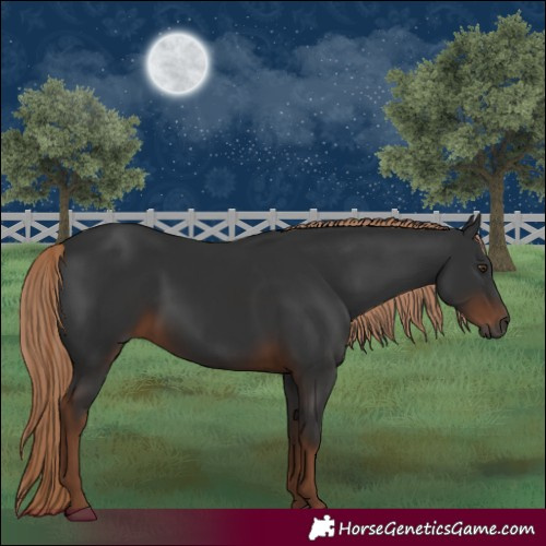 Horse Color:Gray White Spotted Liver Chestnut 