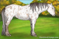Horse Color:Amber Champagne Near Leopard and Gray Amber Champagne Near Leopard