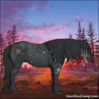 Horse Color:Black 