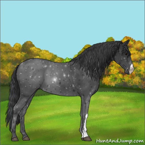 Horse Color:Black 