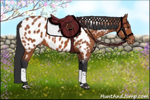 Horse Color:Bay Appaloosa Rabicano 