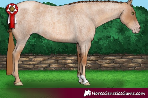 Horse Color:Gray Gold Champagne Roan 