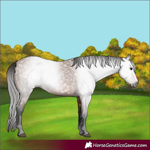 Horse Color:Gray Bay 