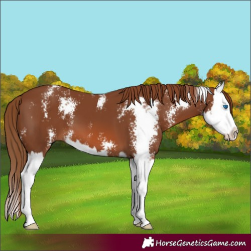 Horse Color:Chestnut Sabino Splash