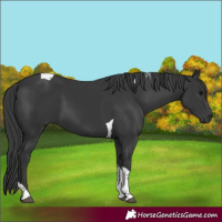 Horse Color:Black Tobiano