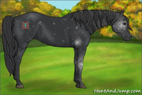 Horse Color:Black 