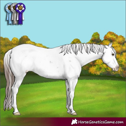 Horse Color:Liver Chestnut Sabino