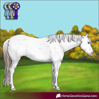 Horse Color:Liver Chestnut Sabino