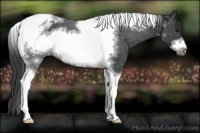 Horse Color:Black Sabino Tobiano Frame Varnish 