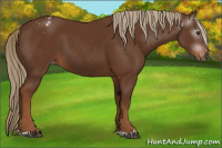 Horse Color:Gray Chestnut Blanket 