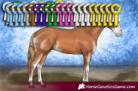 Horse Color:Chestnut Sabino