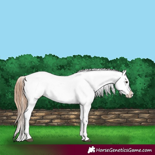 Horse Color:Grullo Appaloosa 