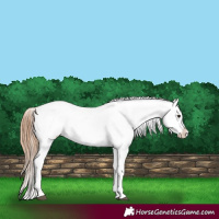 Horse Color:Grullo Appaloosa 