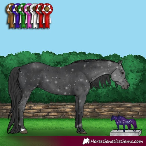 Horse Color:Black 