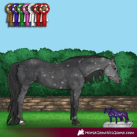 Horse Color:Black 