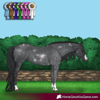 Horse Color:Black 