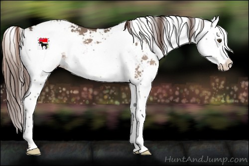 Horse Color:Liver Red Dun Sabino Splash 
