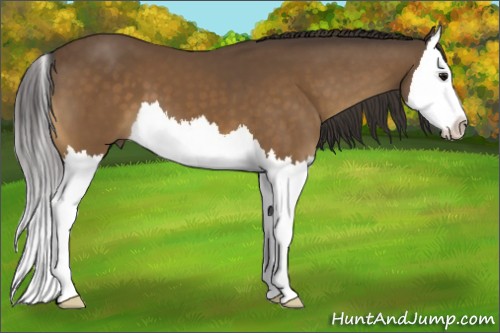 Horse Color:Buckskin Splash 