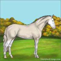 Horse Color:Smoky Creme Splash 