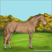 Horse Color:Red Roan 