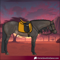 Horse Color:Brown Dun 