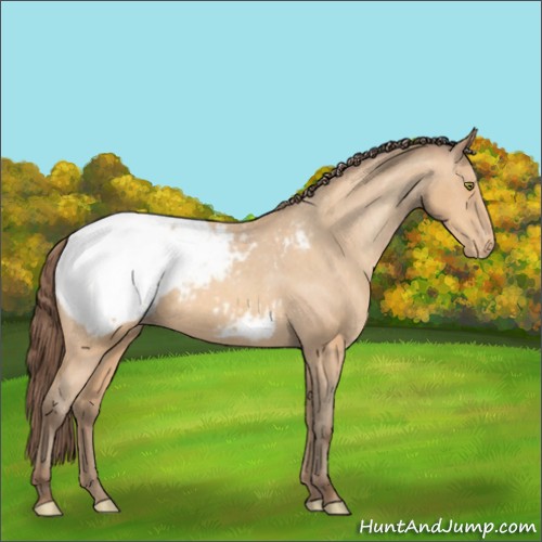 Horse Color:Amber Champagne Appaloosa 
