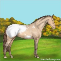 Horse Color:Amber Champagne Appaloosa 