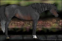 Horse Color:Brown Rabicano 