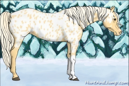 Horse Color:Palomino Near Leopard