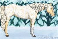 Horse Color:Palomino Near Leopard 