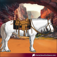 Horse Color:Bay Splash Frame Appaloosa 