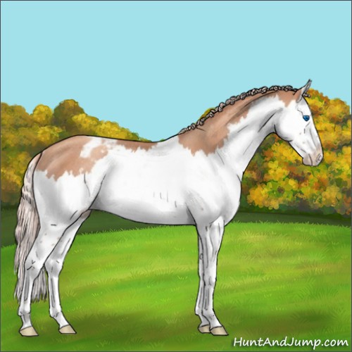 Horse Color:Gold Champagne Splash Appaloosa Rabicano 