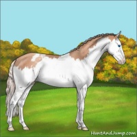 Horse Color:Gold Champagne Splash Appaloosa Rabicano 