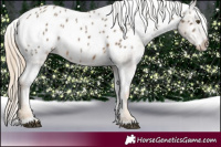 Horse Color:Chocolate Palomino Mushroom Appaloosa 