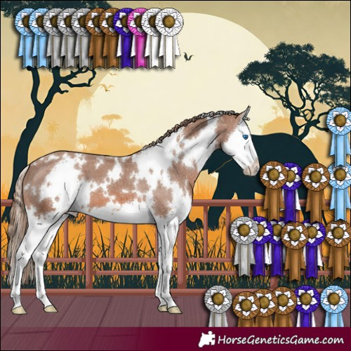 Horse Color:White Spotted Chestnut Splash Appaloosa 