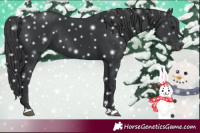 Horse Color:Black 