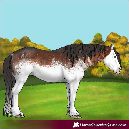 Horse Color:White Spotted Brown Splash Rabicano 