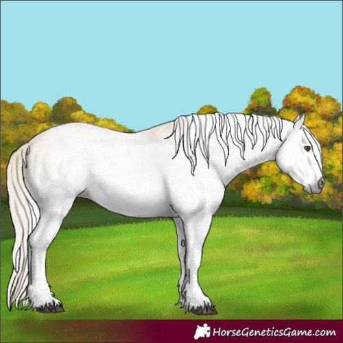 Horse Color:Gray White Spotted Silver Buckskin Ice Dun Tobiano Rabicano