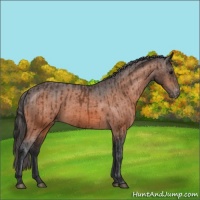 Horse Color:Bay Appaloosa and Bay Appaloosa