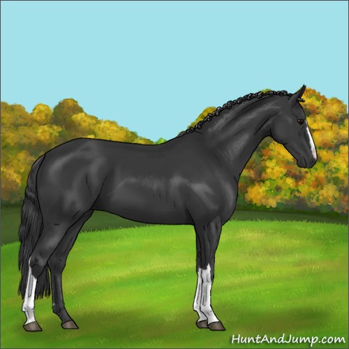 Horse Color:Black 