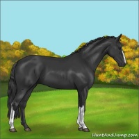 Horse Color:Black 