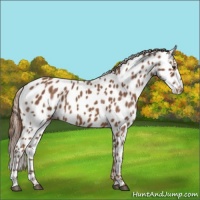 Horse Color:Chestnut Appaloosa 