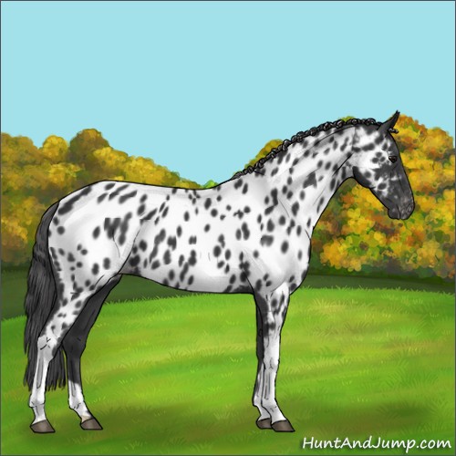 Horse Color:Black Appaloosa 