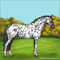 Horse Color:Black Appaloosa