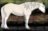 Horse Color:Cremello Splash  and Cremello Splash 
