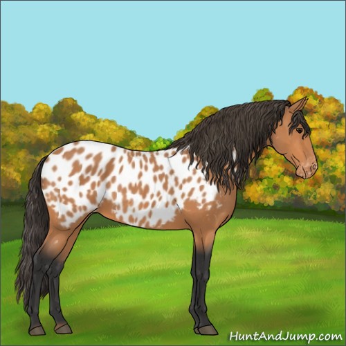 Horse Color:Bay Appaloosa 