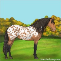 Horse Color:Bay Appaloosa 