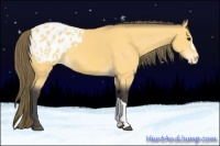 Horse Color:Buckskin Appaloosa 