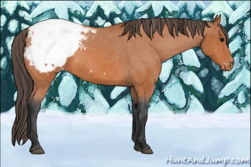 Horse Color:Bay Appaloosa